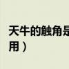 天牛的觸角是用來(lái)干嘛的（天牛的觸角有什么用）