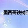 墨西哥鐵樹四葉草葉子發(fā)黃（墨西哥鐵樹）