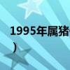 1995年屬豬什么命百度（1995年屬豬什么命）