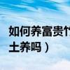 如何養(yǎng)富貴竹才能長得又綠又好看（富貴竹能土養(yǎng)嗎）