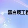 蛋白質工程的基本原理（蛋白質工程）
