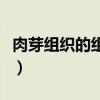 肉芽組織的組織學(xué)形態(tài)圖(肉芽組織圖片手繪) 肉芽組織的組織學(xué)形態(tài)圖(肉芽組織圖片手繪)