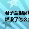 君子蘭根腐爛了沒根兒了怎么辦?（君子蘭根爛沒了怎么辦）