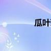 瓜葉菊花期（瓜葉菊花語）