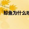 鯨魚為什么噴水不噴水（鯨魚為什么噴水）