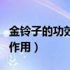 金鈴子的功效與作用及用量（金鈴子的功效與作用）