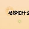 馬蜂怕什么味道不敢來（馬蜂怕什么）
