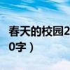 春天的校園200字作文三年級(jí)（春天的校園200字）