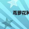 蔦蘿花種子的種植方法（蔦蘿花）