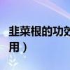 韭菜根的功效與作用禁忌（韭菜根的功效與作用）