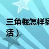 三角梅怎樣插枝條發(fā)芽（三角梅怎么插枝才能活）