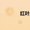 紅葉臭椿圖片（紅葉臭椿）