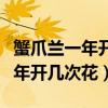 蟹爪蘭一年開幾次花幾月扦插最好（蟹爪蘭一年開幾次花）