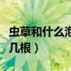 蟲草和什么泡酒效果最好（蟲草泡酒一斤酒放幾根）