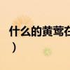什么的黃鶯在樹(shù)枝上什么地歌唱(什么的歌唱) 什么的黃鶯在樹(shù)枝上什么地歌唱(什么的歌唱)