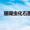 珊瑚蟲化石圖片及市場(chǎng)價(jià)格（珊瑚蟲化石）