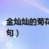 金燦燦的菊花像什么比喻句（菊花像什么比喻句）