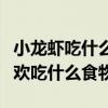 小龍蝦吃什么食物小龍蝦喂養(yǎng)方法（小龍蝦喜歡吃什么食物）