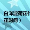 白洋淀荷花什么時(shí)候開的最好（白洋淀荷花開花時(shí)間）