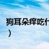 狗耳朵癢吃什么藥（狗耳朵癢用什么藥最有效）