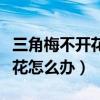 三角梅不開花怎么辦用什么肥好（三角梅不開花怎么辦）