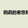 鸚鵡的意思和解釋是什么呢（鸚鵡的意思）