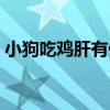 小狗吃雞肝有什么好處(吃雞肝有什么好處) 小狗吃雞肝有什么好處(吃雞肝有什么好處)