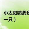 小太陽鸚鵡多少價位一只（太平洋鸚鵡多少錢一只）