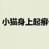 小貓身上起癬什么原因（小貓身上長(zhǎng)癬圖片）