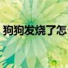 狗狗發(fā)燒了怎么辦如何退燒（狗狗發(fā)燒癥狀）