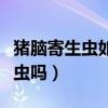 豬腦寄生蟲如果得了是什么癥狀（豬腦有寄生蟲嗎）