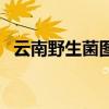 云南野生菌圖片大全（野生菌怎么做好吃）