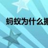 螞蟻為什么搬家的原因（螞蟻為什么搬家）
