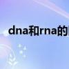 dna和rna的區(qū)別圖片（dna和rna的區(qū)別）