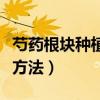芍藥根塊種植方法和注意事項（芍藥根塊種植方法）