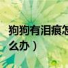 狗狗有淚痕怎么辦吃點什么藥（狗狗有淚痕怎么辦）