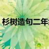 杉樹造句二年級簡單一點（杉樹造句二年級）