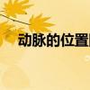 動脈的位置圖（動脈的具體位置在哪里）