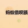 螞蟻借唄額度怎么提升（螞蟻借唄額度）