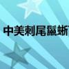 中美刺尾鬣蜥可以吃青椒嗎(中美刺尾鬣蜥) 中美刺尾鬣蜥可以吃青椒嗎(中美刺尾鬣蜥)