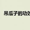 吊瓜子的功效與作用(吊瓜的功效與作用) 吊瓜子的功效與作用(吊瓜的功效與作用)