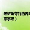 老樁龜背竹的養(yǎng)殖方法和注意事項(xiàng)（龜背竹的養(yǎng)殖方法和注意事項(xiàng)）