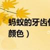 螞蟻的牙齒什么顏色的?（螞蟻的牙齒是什么顏色）
