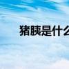 豬胰是什么豬脾的圖片（豬胰是什么）