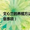 文心蘭的養(yǎng)殖方法和注意事項 盆栽（文心蘭的養(yǎng)殖方法和注意事項）