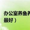 辦公室養(yǎng)魚養(yǎng)幾條最好呢（辦公室養(yǎng)魚養(yǎng)幾條最好）