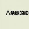八條腿的動物圖片大全（八條腿的動物）