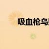 吸血槍烏賊能活多久（吸血槍烏賊）