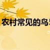 農(nóng)村常見的鳥50種（農(nóng)村常見鳥類大全鳥名）