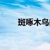 斑啄木鳥的特點是什么（斑啄木鳥）